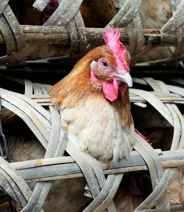 Supply Chain Scene, image of chicken in a cage