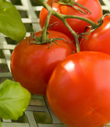 Supply Chain Scene, image o a fresh tomato 