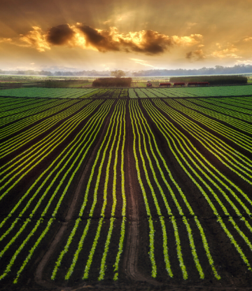 SCS, image of a beautiful crop planted field at sunset 