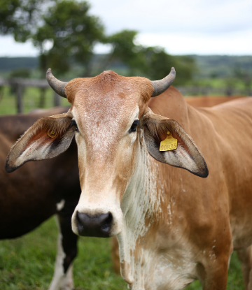 SCS, closeup image of a brown cow in the field 