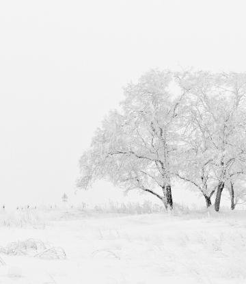 SCS, image of a snowy field with snow covered trees 