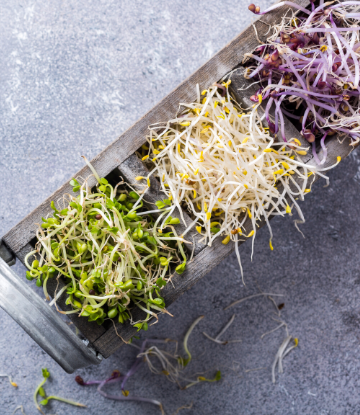 SCS, image of a bowl of 3 types of fresh sprouts 
