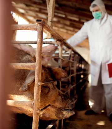 SCS, image of hogs in a barn with a man in a hazmat suit and mask 