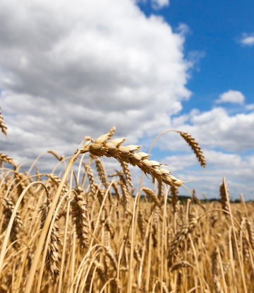 SCS, image of a field of wheat 