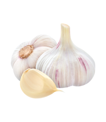 SCS, image of fresh garlic bulb and clove 