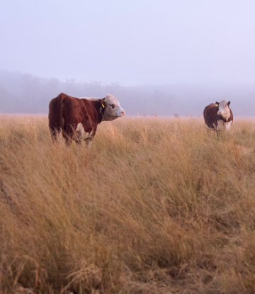 Image of beef cattle grazing in a field 