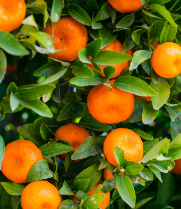 tangerines on the tree 