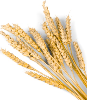 whole wheat stalk 