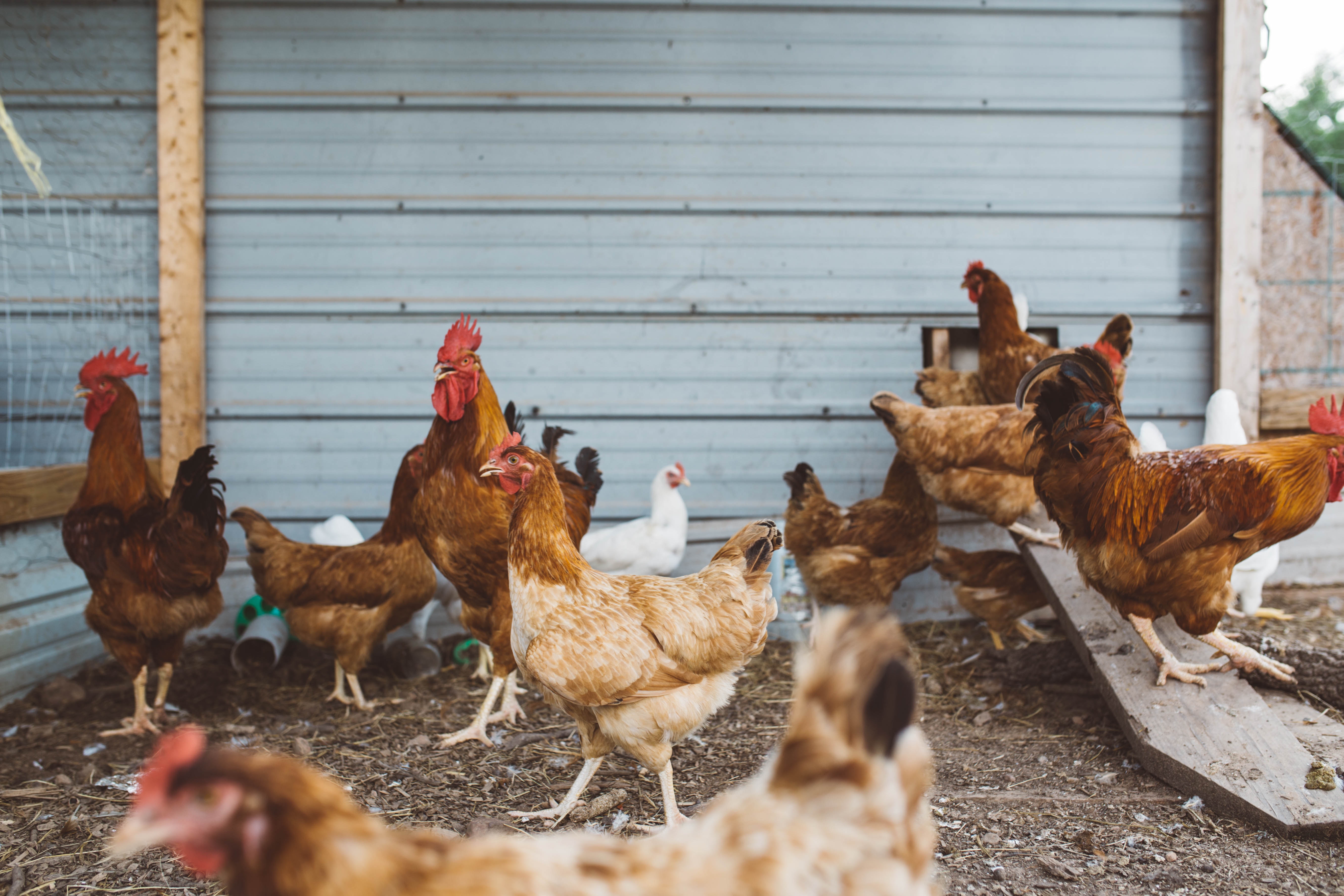 A group of brown chickens standing on a concrete floor instead of a metal barn.