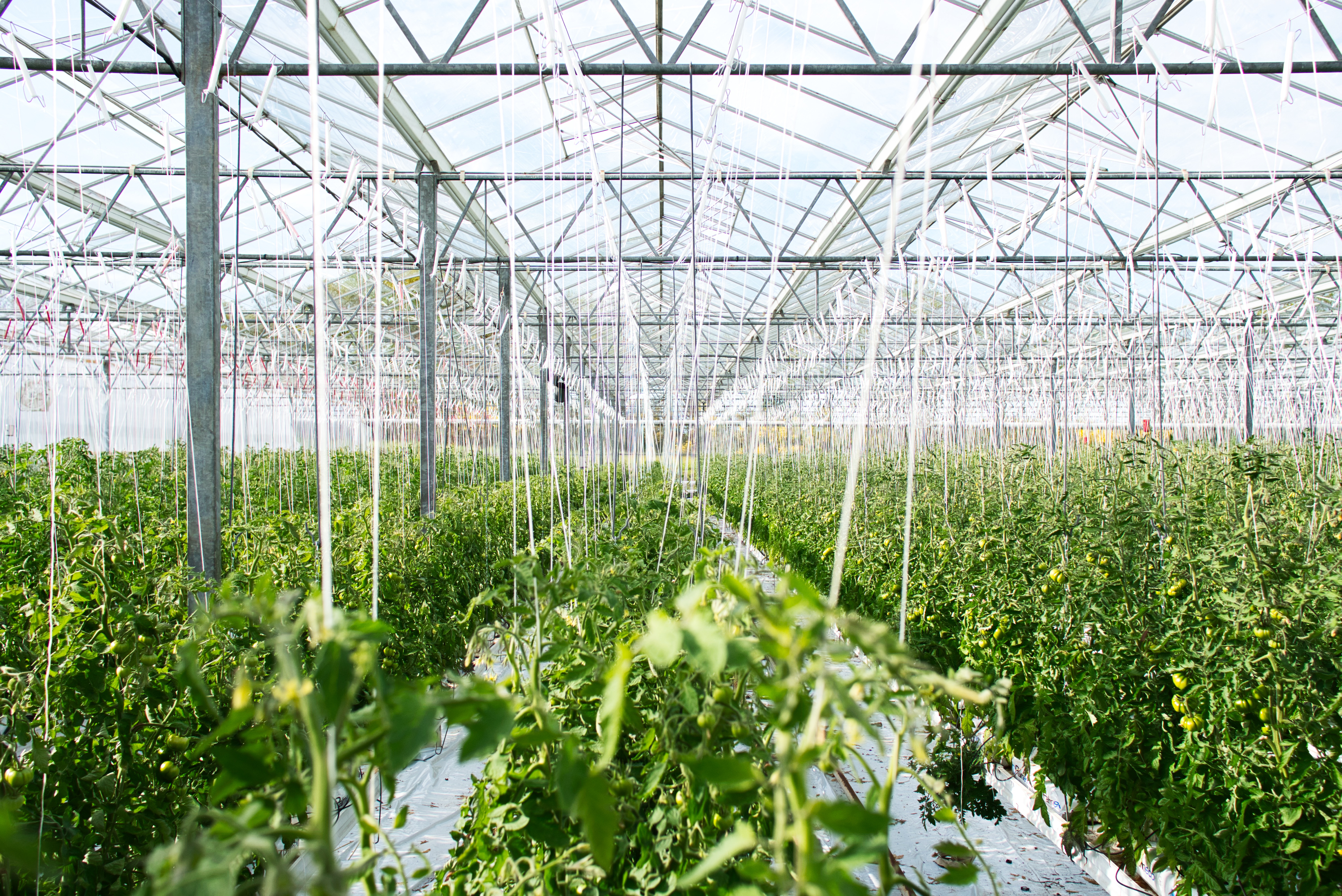 Greenhouse with hydroponic tomatoes growing