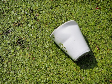 Seagrass with stryofoam cup floating on top.
