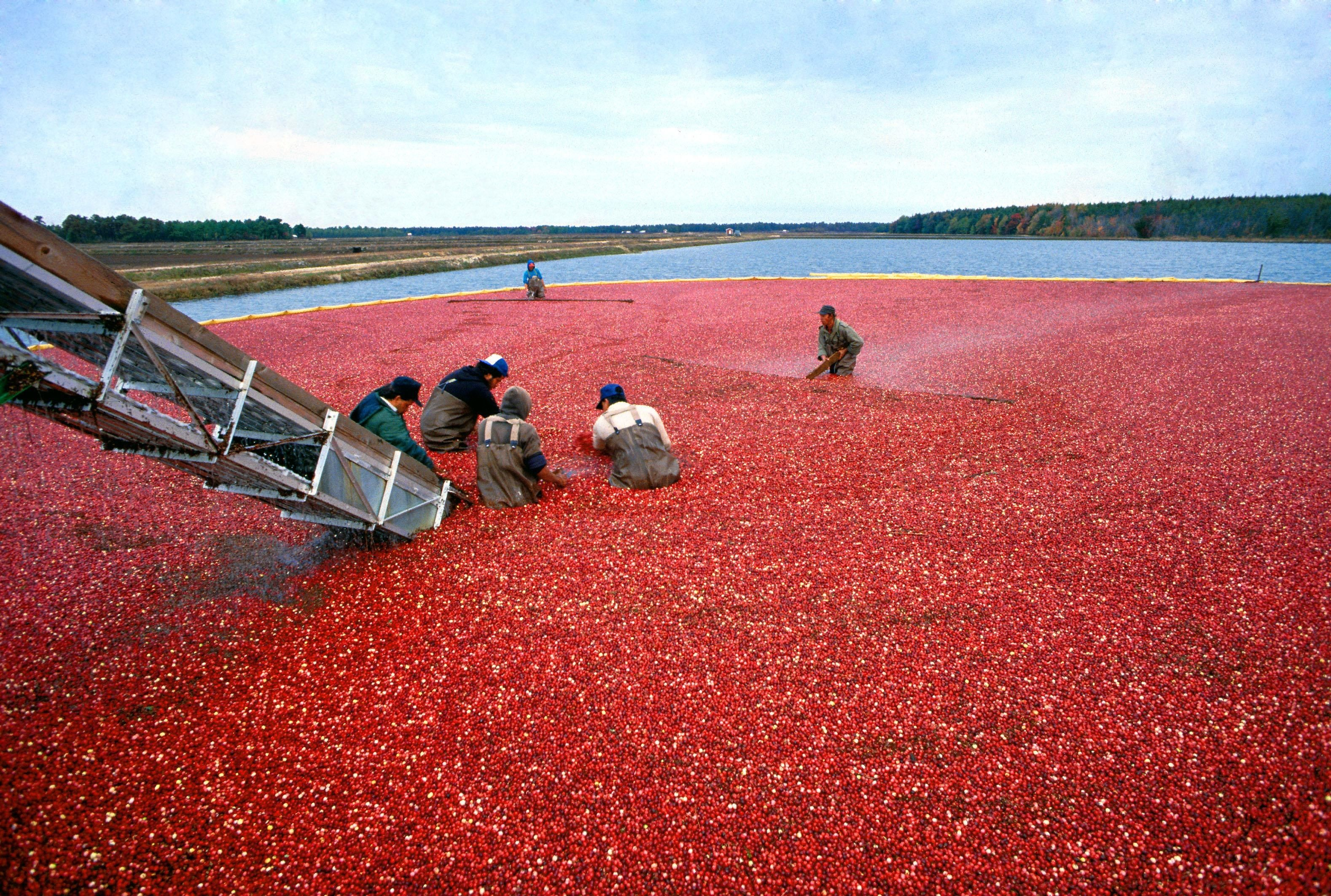 6 workers in a cranberry bog harvesting cranberries