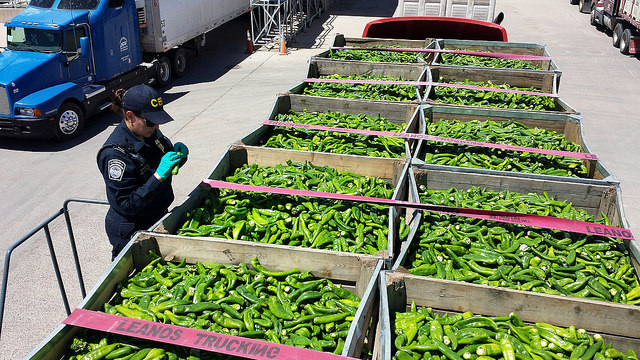 Customs and Border Patrol agent checking shipment of chilis.