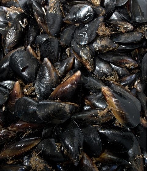 Black mussels