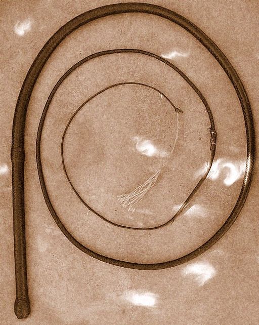 Brown Australian bullwhip coiled up on sand