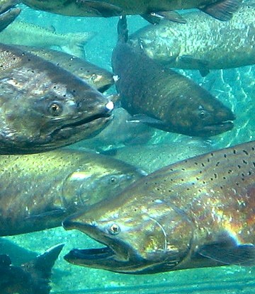 Chinook Salmon under water