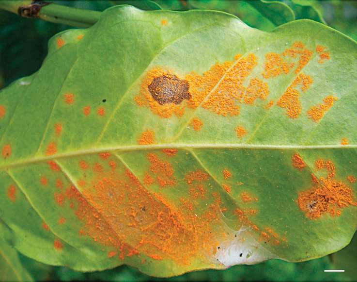 Coffee plant leaf with rust.