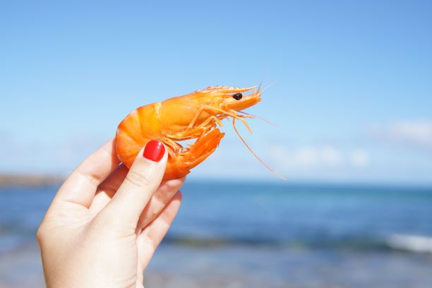 Woman's hand holding a shrimp with ocean background