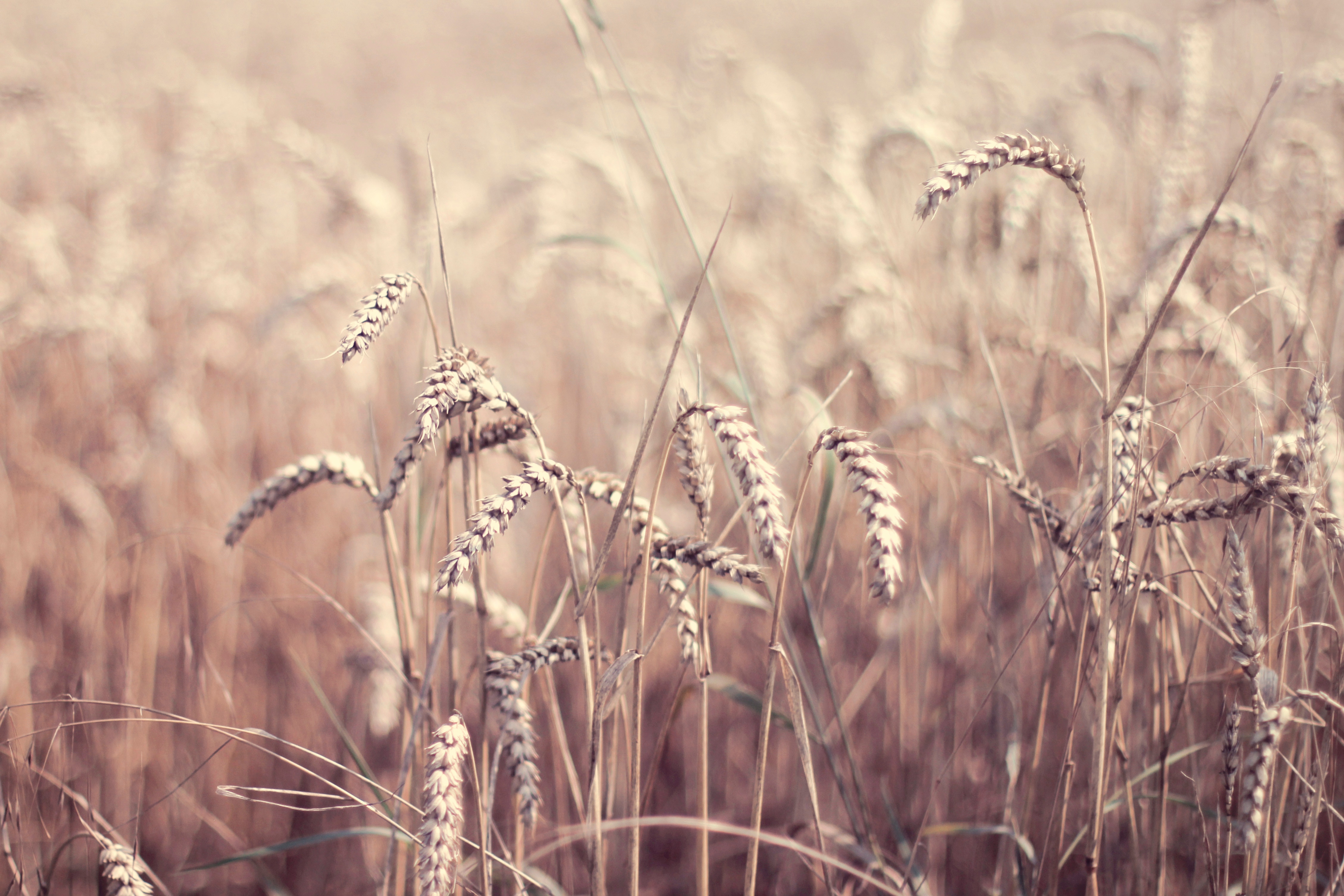 Wheat field