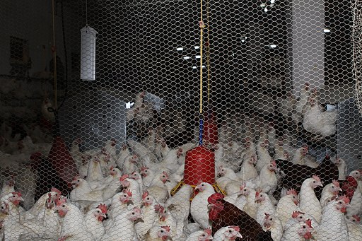 Chickens enclosed in barn.