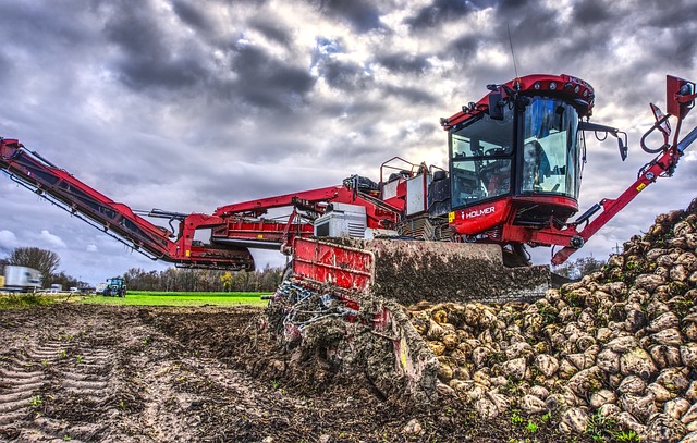 Sugar beet pile with harvester