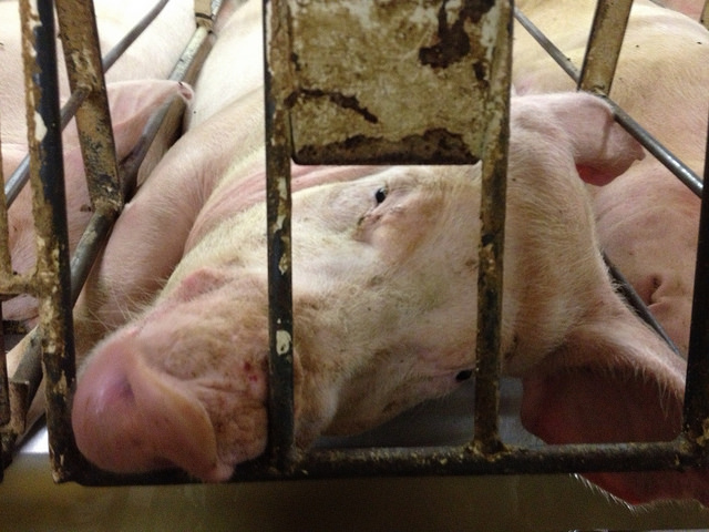 Image of gestation crate for hogs.