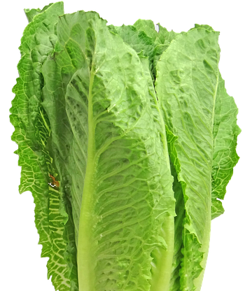 Romaine Lettuce