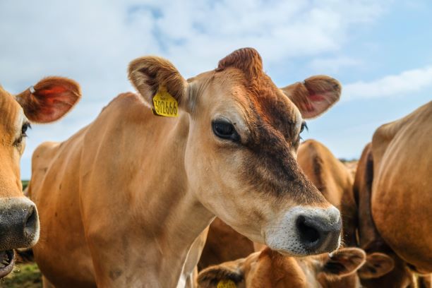 Brown Cattle