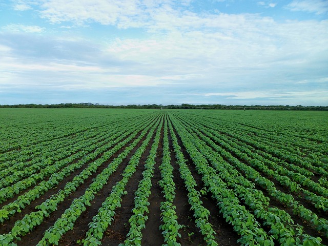 Green soybean field with blue sky and clouds.