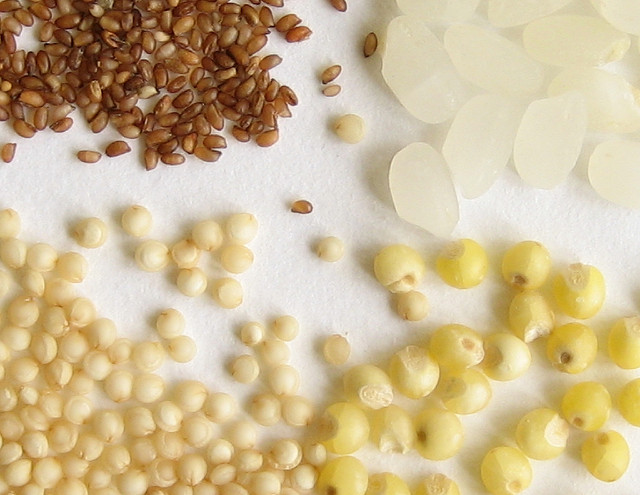 White background with teff, short grain rice, amaranth and millet (beginning in upper left)