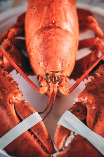 Cooked orange lobster with rubber bands on its claws