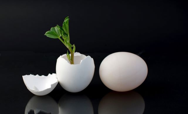 Egg shell with plant growing out of it next to whole egg (against black background)