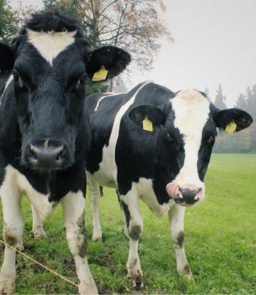 Supply Chain Scene, image of dairy cows