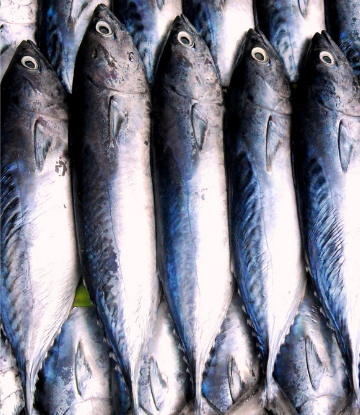 Supply Chain Scene, image of fresh fish