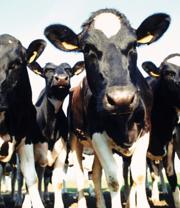 Supply Chain Scene, image of a herd of cows 