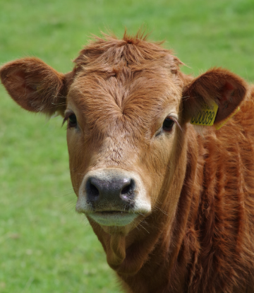 Supply Chain Scene, image of a cow