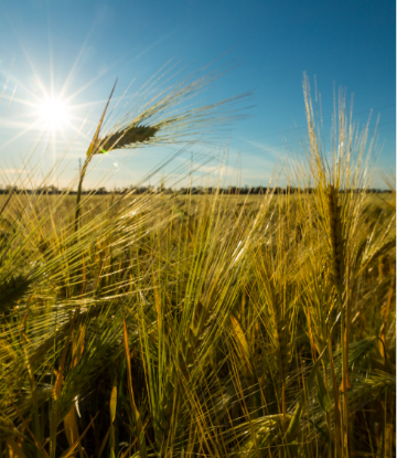 Supply Chain Scene, image of a field of wheat 