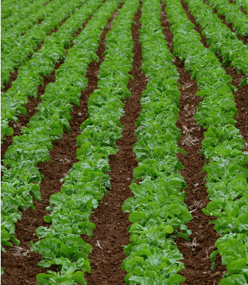 Supply Chain Scene, image of greens in the field 