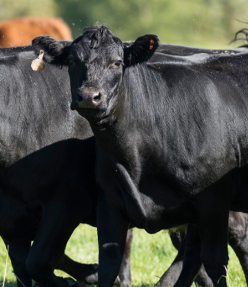 Supply Chain Scene, Image of a black cow 