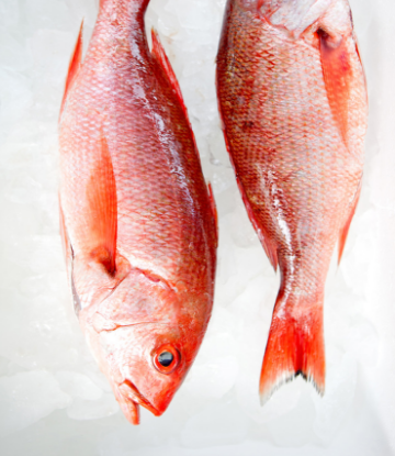 Supply Chain Scene, image of fresh fish