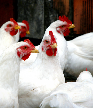 Supply Chain Scene, image of live chickens on a farm 