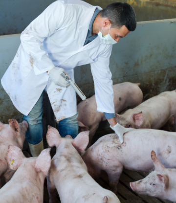 Supply Chain Scene, image of a man holding an injection needle near a group of hogs