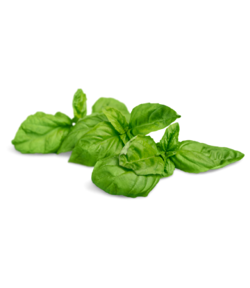 Supply Chain Scene, image of fresh green basil 