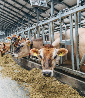 Supply Chain Scene, image of cows in a dairy, eating hay while being milked 