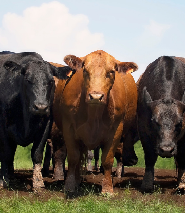 Supply Chain Scene, image of a group of cattle 