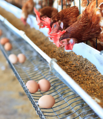 Supply Chain Scene, image of caged chickens eating feed 