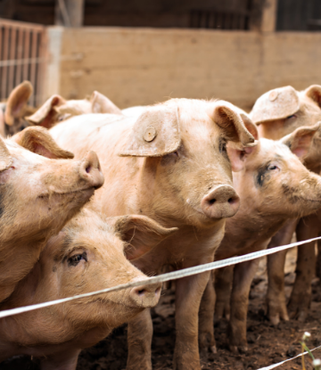 Supply Chain Scene, image of hogs in a pen