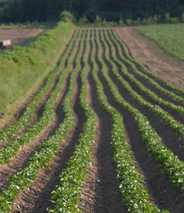 Supply Chain Scene, image of a field of potato crops 