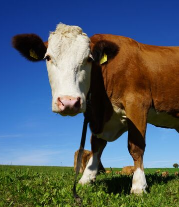 Supply Chain Scene, image of a beef cow in the field 