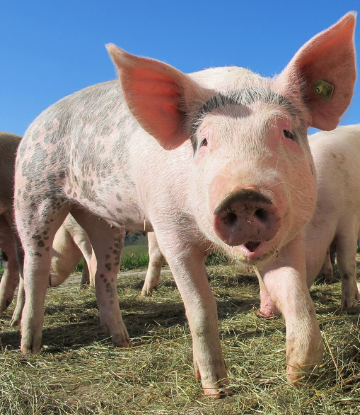 Supply Chain Scene, image of a young hog, on the farm 